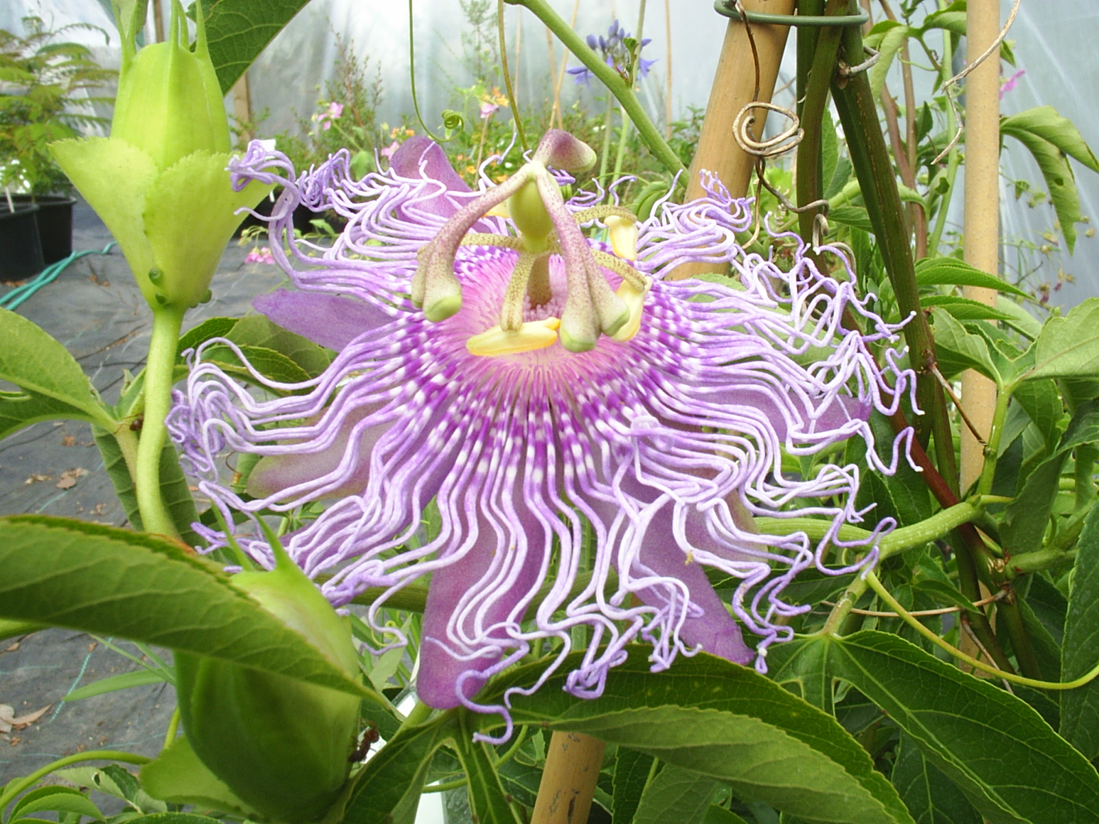 Chondropetalum Tectorum